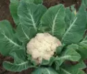 ARMONIA-11-1.webp