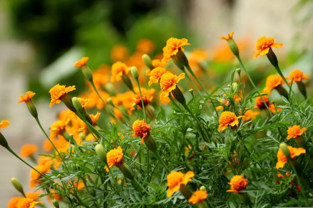 calendula-planta-pixabay-1200x800.webp