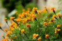 calendula-planta-pixabay-1200x800.webp