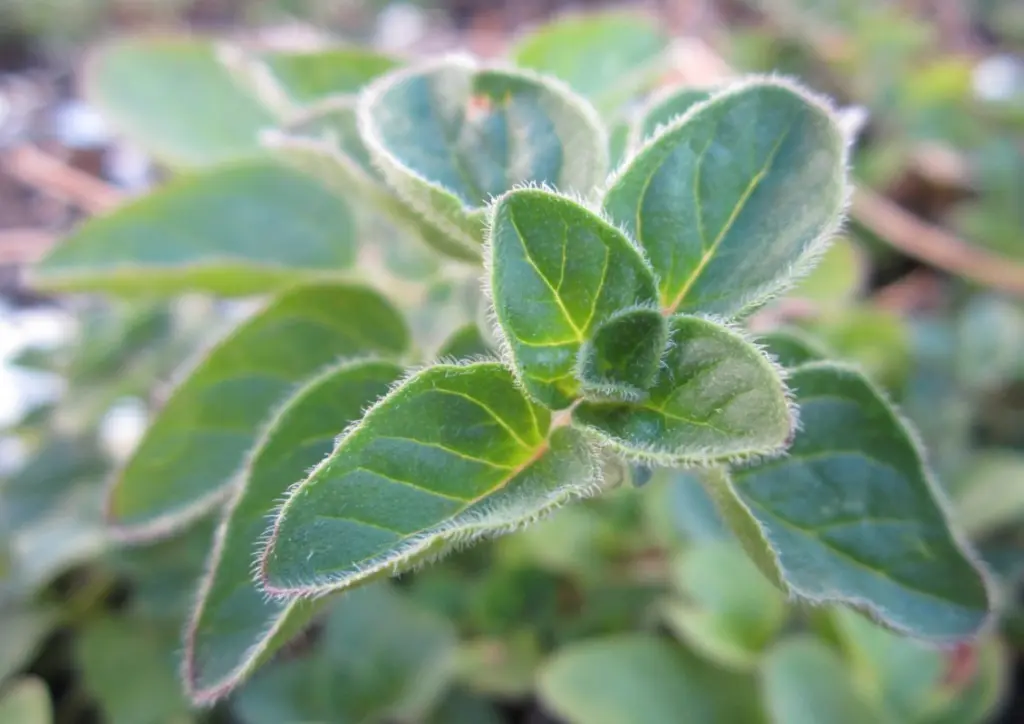 Oregano-hojas-Pixabay-1130x800.webp