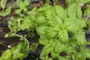 albahaca-planta-pixabay-1200x800.webp