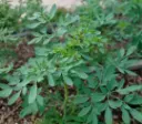 ARMONIA-30.webp