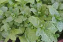 Menta-pixabay-1195x800.webp