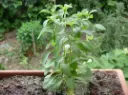 Stevia-arbusto-1067x800.webp