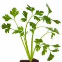 1x1_Plantula_de_Apio (1).webp