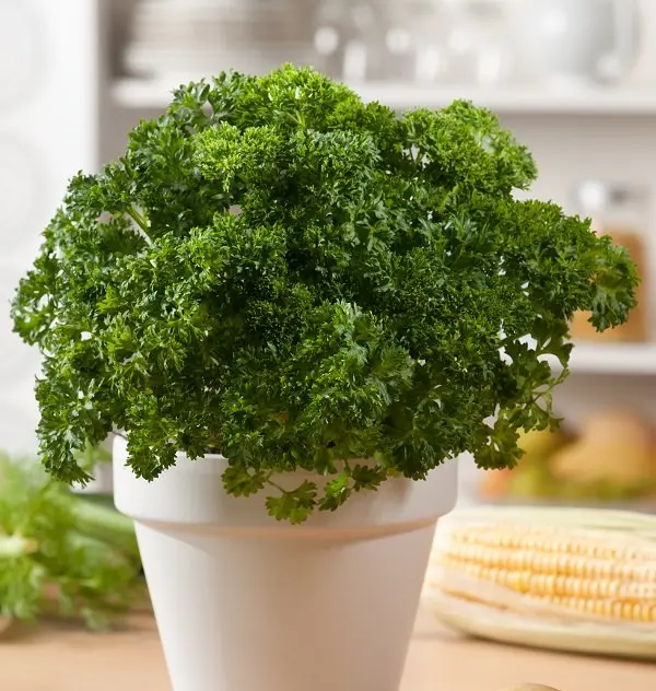 cultivar-perejil-en-una-maceta-01.webp