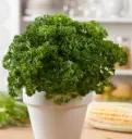 cultivar-perejil-en-una-maceta-01.webp