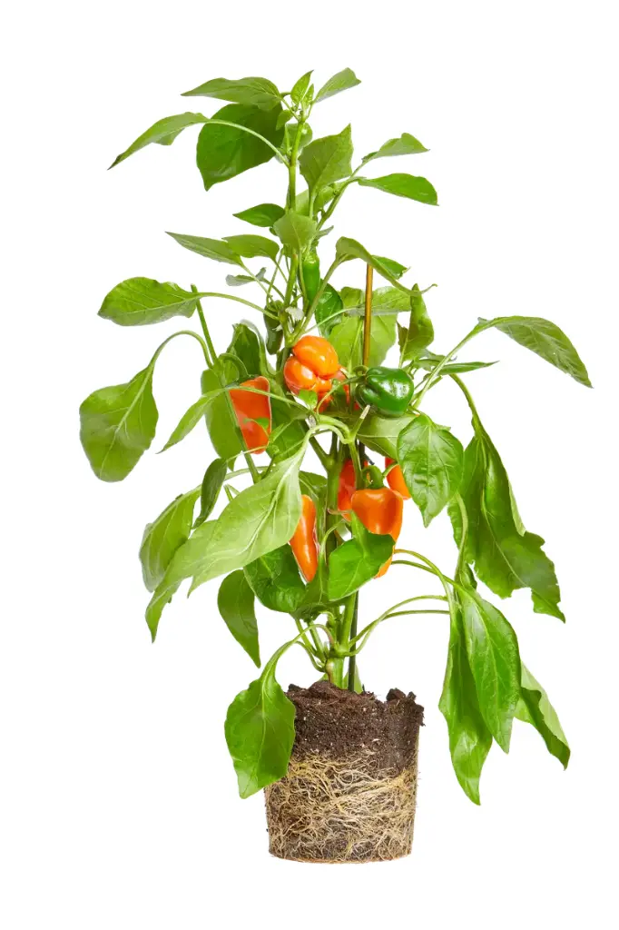 Paprika.webp