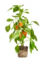 Paprika.webp