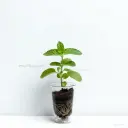 Plántula Menta