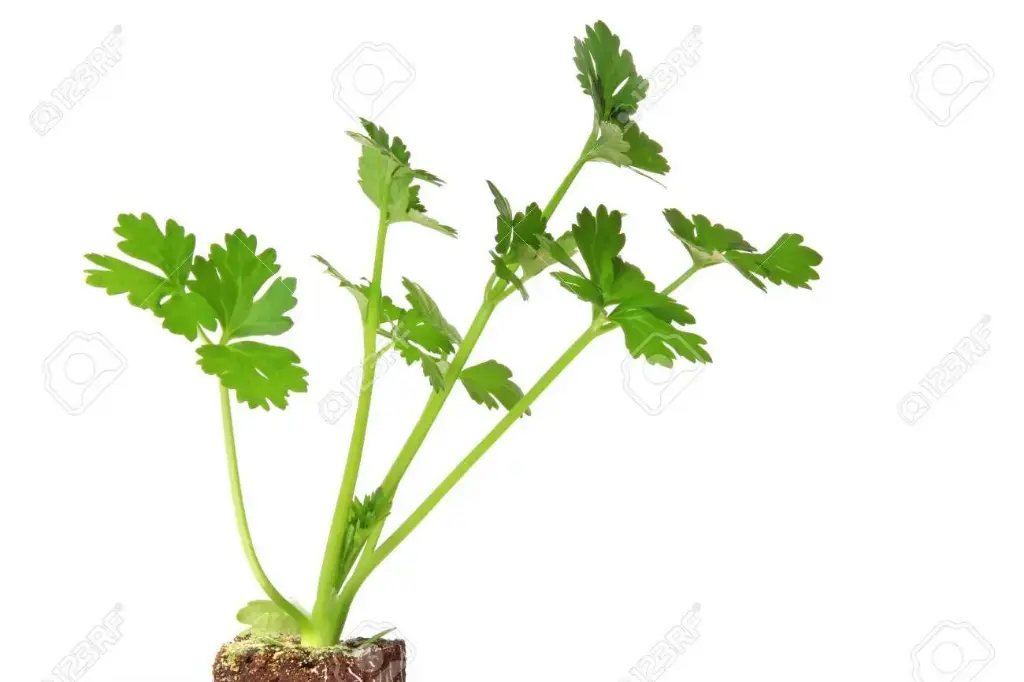 Plántula de Apio