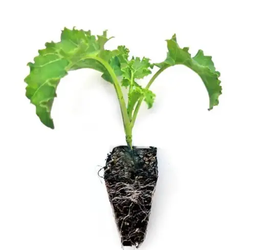 Plántula Kale Rizada