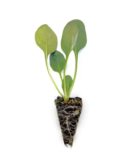 Plántula Espinaca